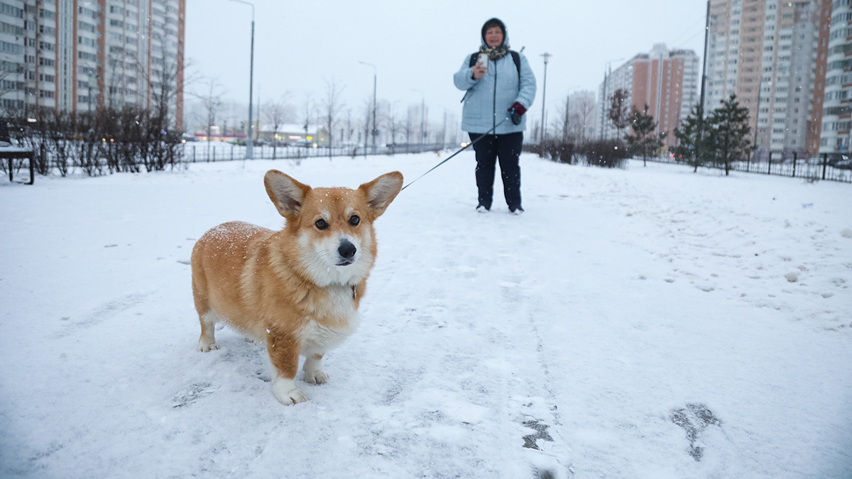 Кинолог Голубев рассказал, как укрепить иммунитет собаки зимой 