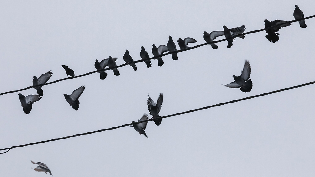 Уборщица столичного магазина избила пенсионерку за кормление голубей