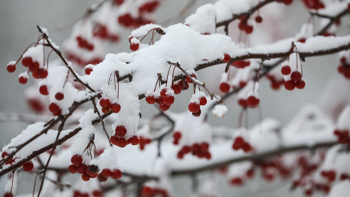 Тишковец: Снежный покров до 5 сантиметров образуется в столице 27 октября