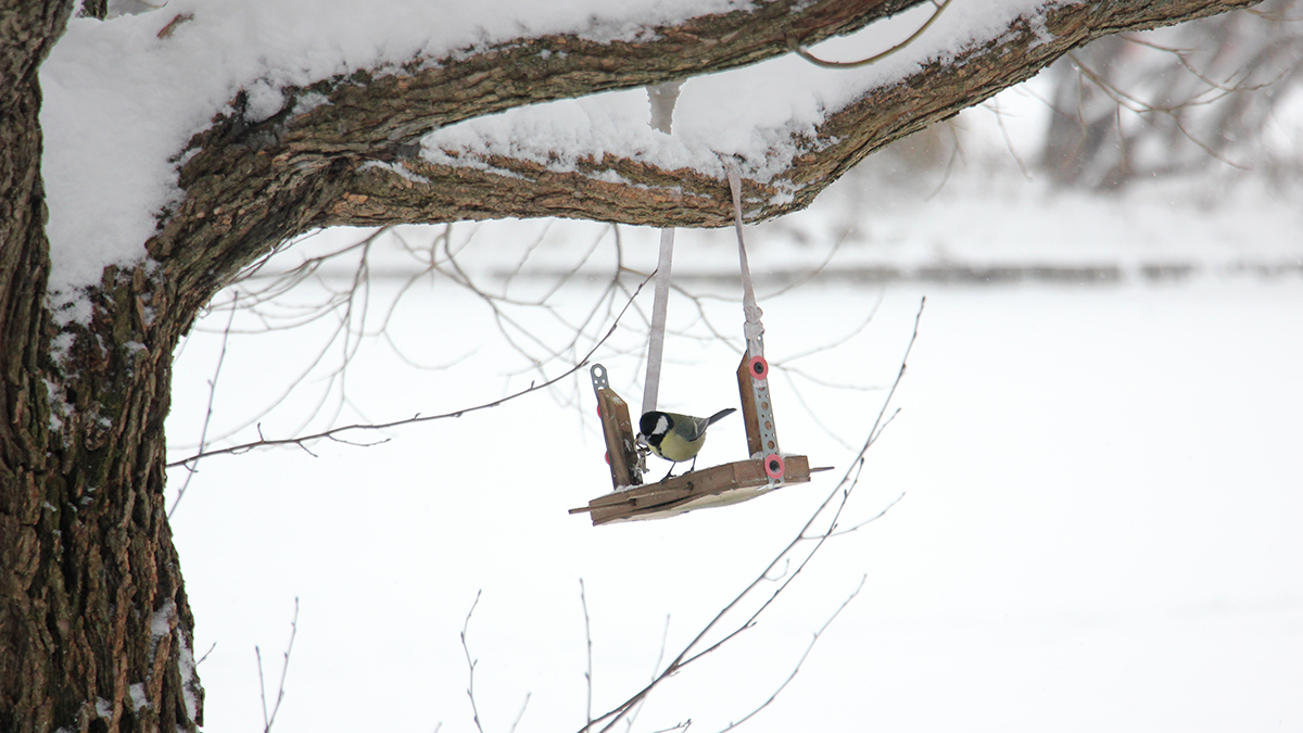 Акция «Накорми птицу» стартовала в Москве