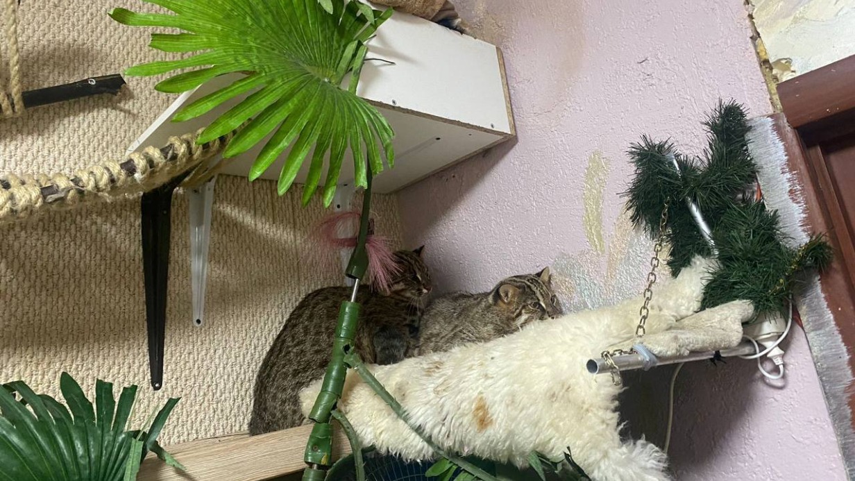 Суд конфисковал троих амурских лесных котов, обнаруженных на севере Москвы