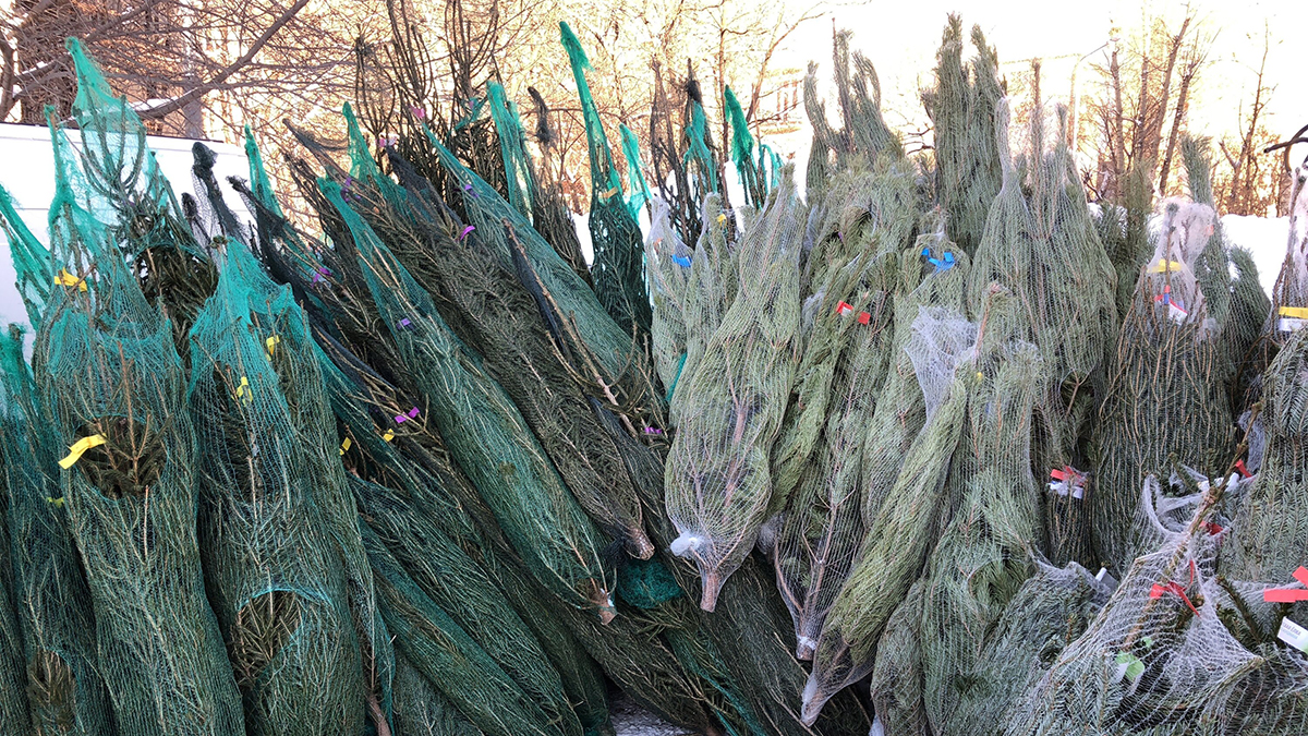 Первый елочный базар откроется в Подмосковье 8 декабря 