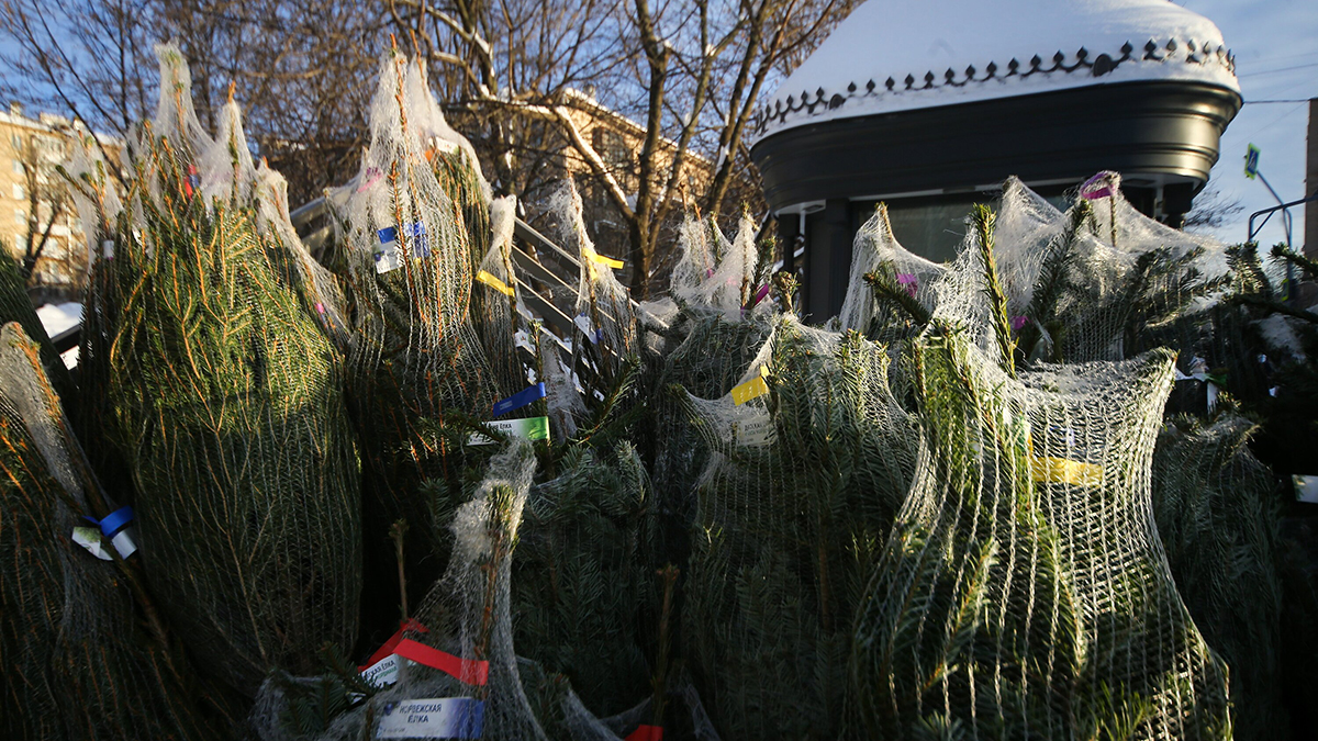 Елочные базары начали открывать в Москве