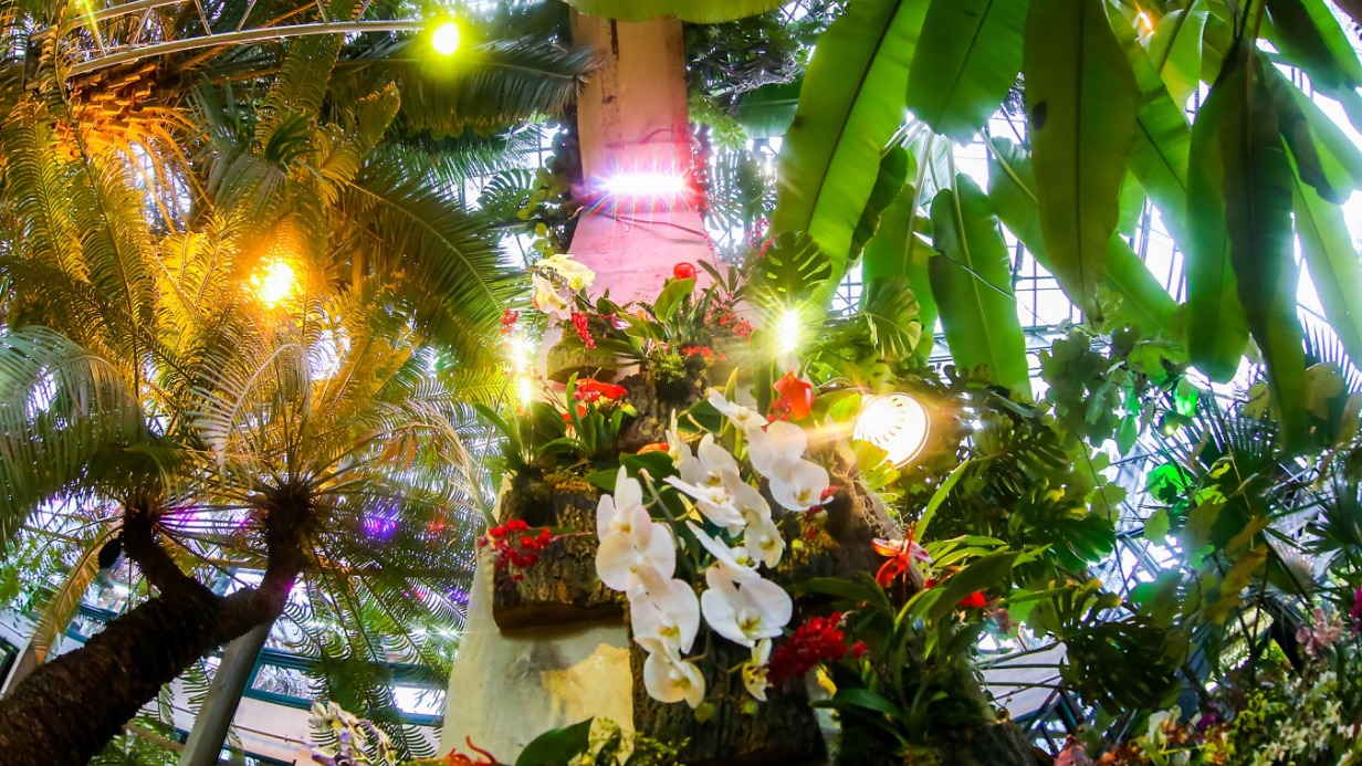 Фестиваль орхидей откроется в «Аптекарском огороде» 24 декабря