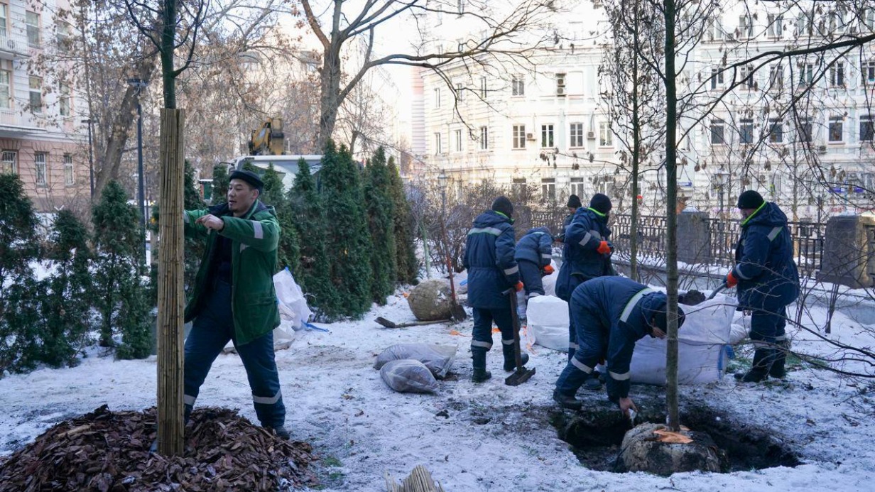 Более 1,2 тысячи деревьев высадили на благоустроенных в этом году улицах в Москве