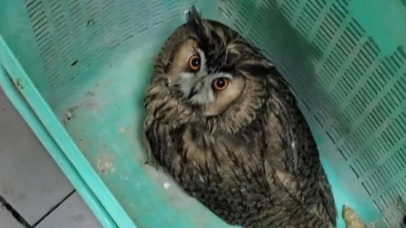 Двух краснокнижных сов спасли в центре Москвы