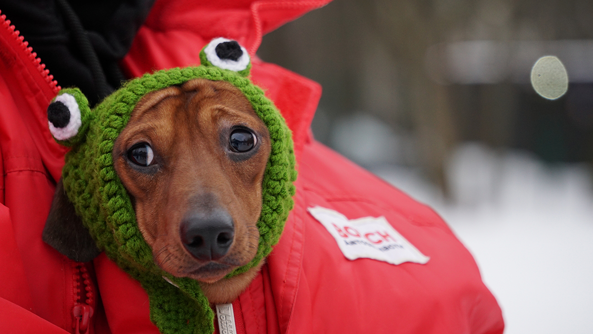 Как помочь собаке пережить фейерверки в новогодние праздники