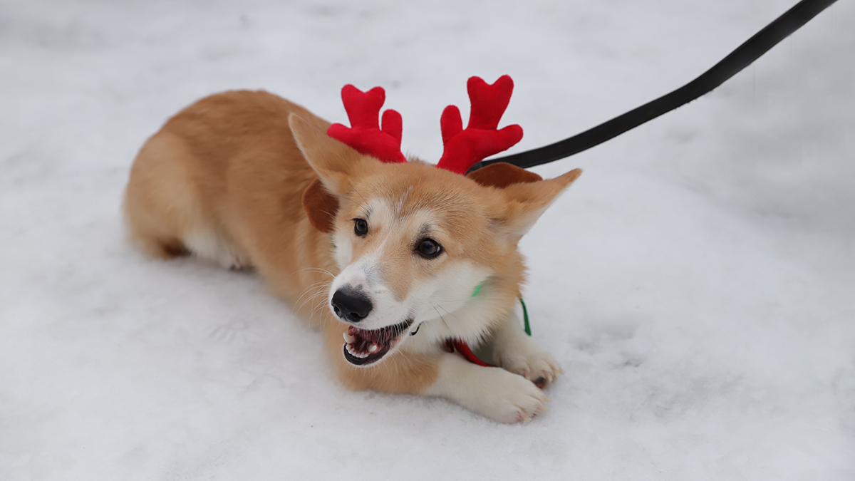 Кинолог рассказал, как успокоить гиперактивных собак 