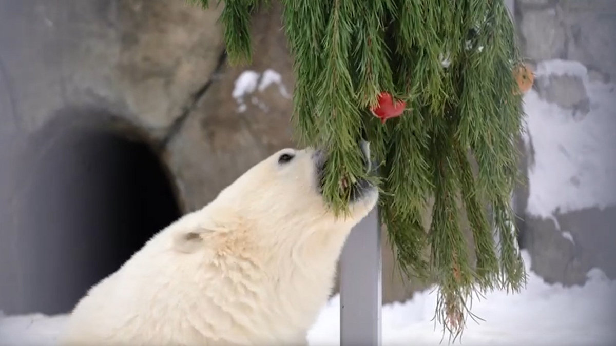 Московский зоопарк поздравил медведя Диксона с Новым годом 