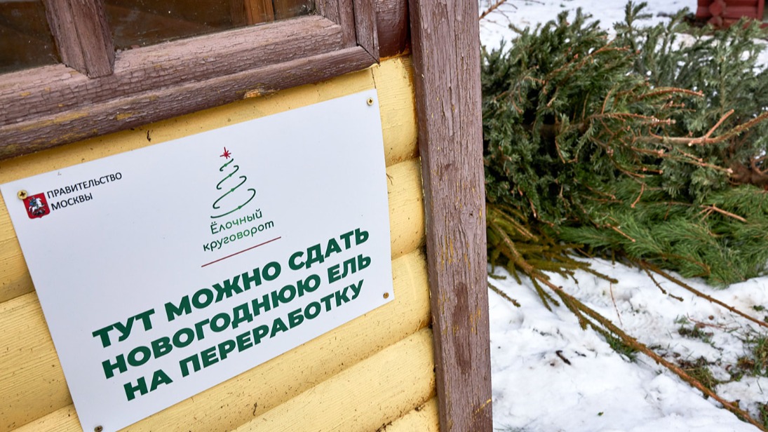Акция по сбору и переработке хвойных деревьев «Елочный круговорот» началась в Москве