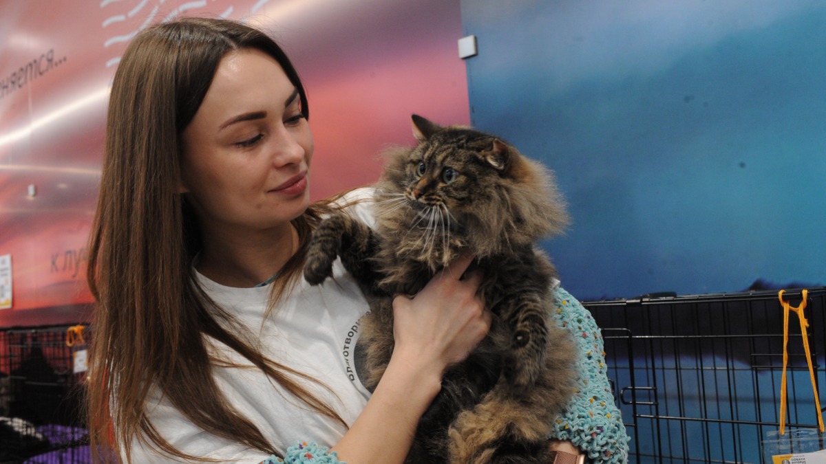 Волонтер Анастасия Потапова показывает участникам выставки кошку по кличке Фани