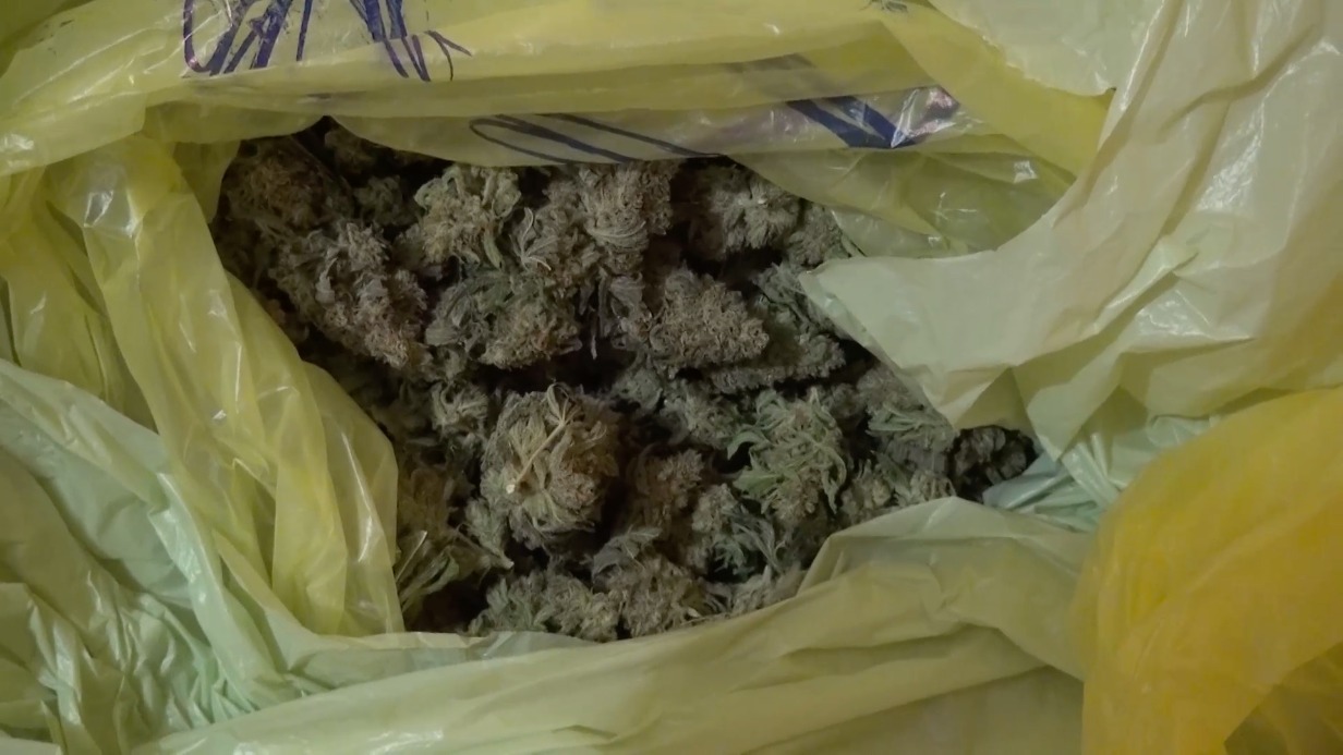 МВД изъяло 12 килограммов конопли в Подмосковье