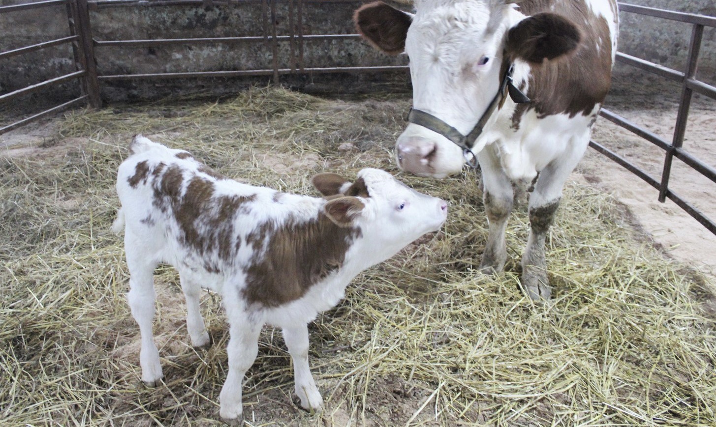 Клонированная корова впервые в России принесла потомство