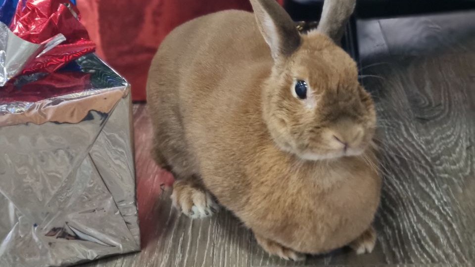 Контролеры приютили кролика, оставленного на остановке на юге столицы в новогодние праздники