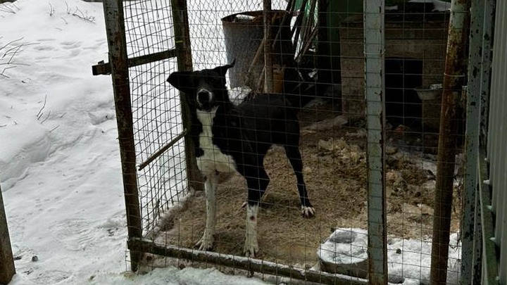 Лайка укусила за руку полуторагодовалую девочку в Подмосковье