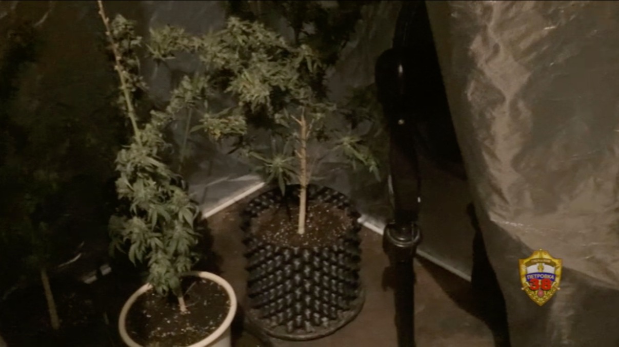Мужчина создал плантацию конопли в своей квартире на севере Москвы