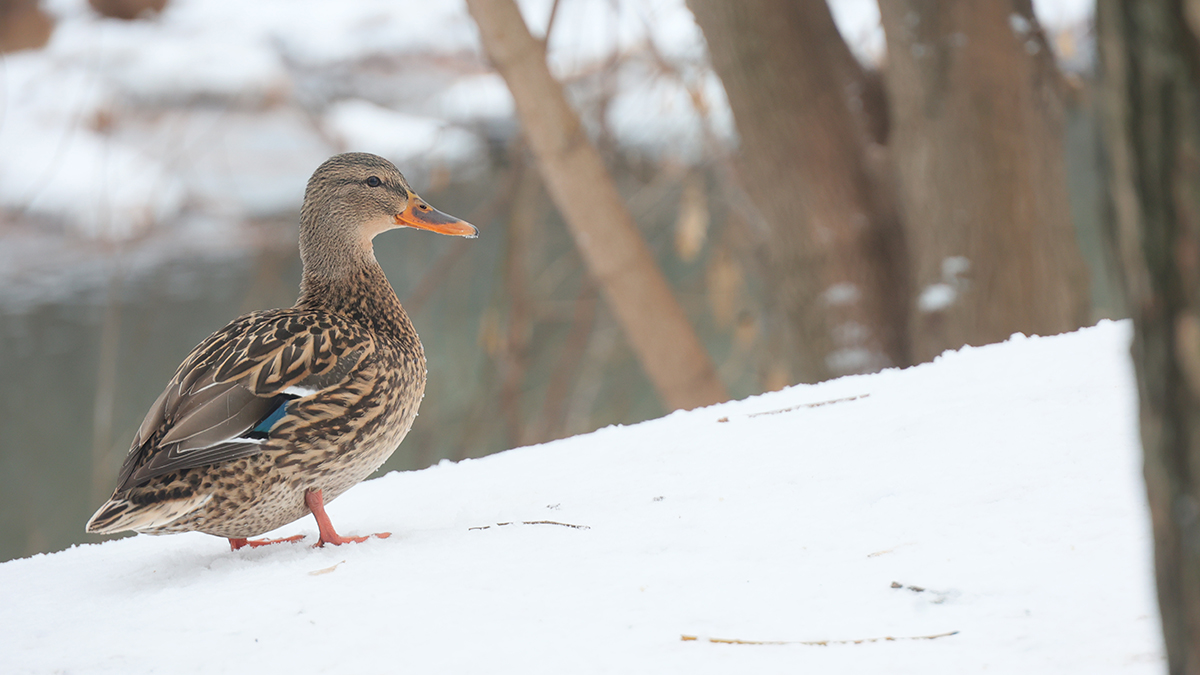 Собянин рассказал, как в Москве возрождают популяции редких видов животных
