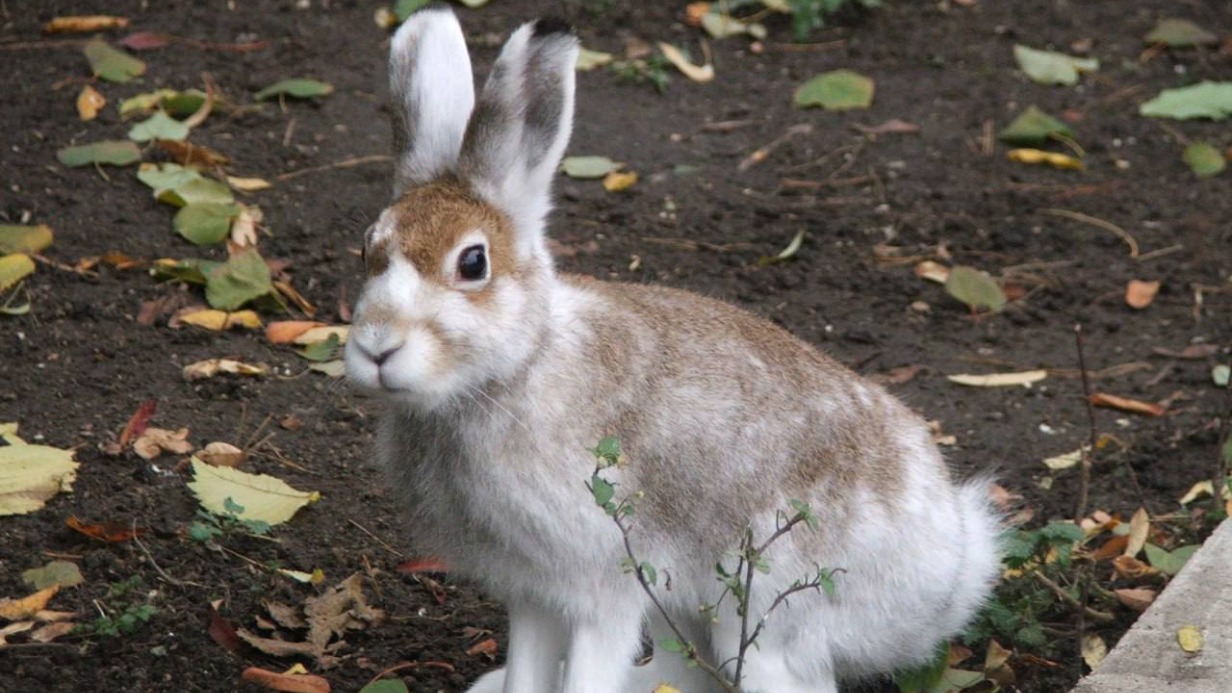 Свыше 200 животных можно было увидеть на природных территориях столицы в 2022 году