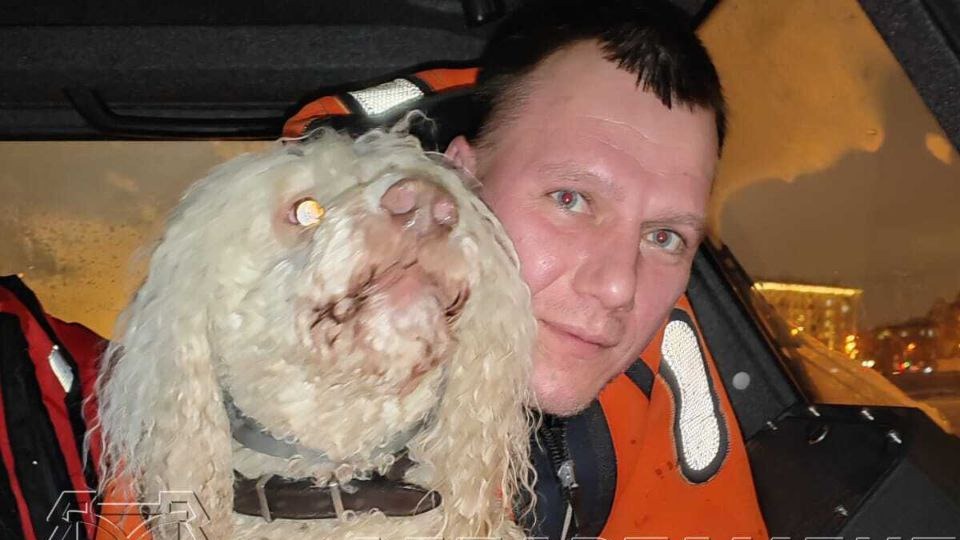 Тонувшую в ледяной воде собаку спасли на Москве-реке