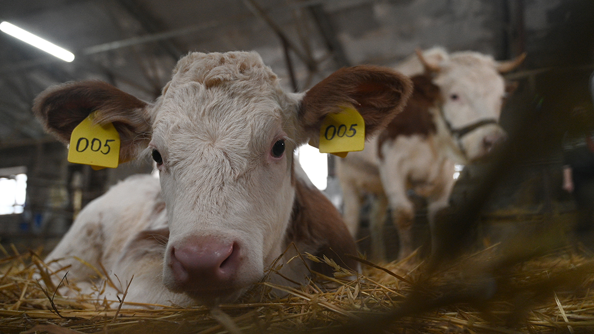 СМИ: Новосибирский министр сельского хозяйства сбежал от хозяйки забитого скота