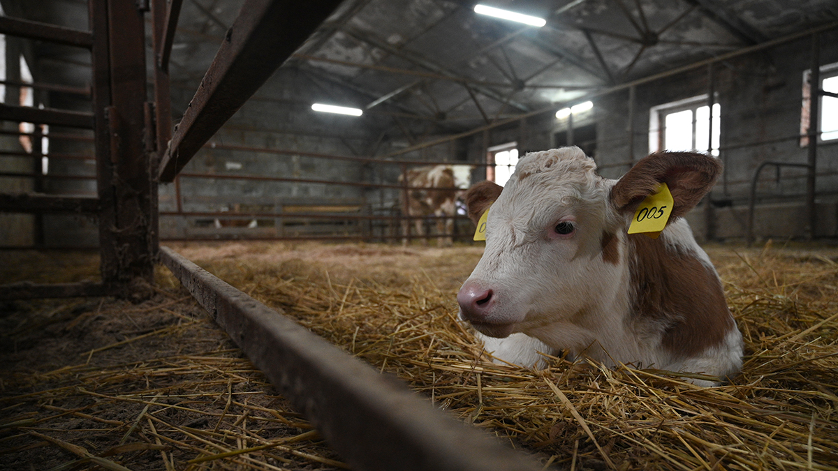 Имя теленку американки с Красной площади могут выбрать с помощью голосования