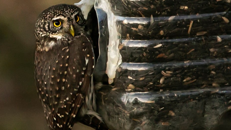 Редкого воробьиного сыча заметили в заказнике «Зеленоградский»