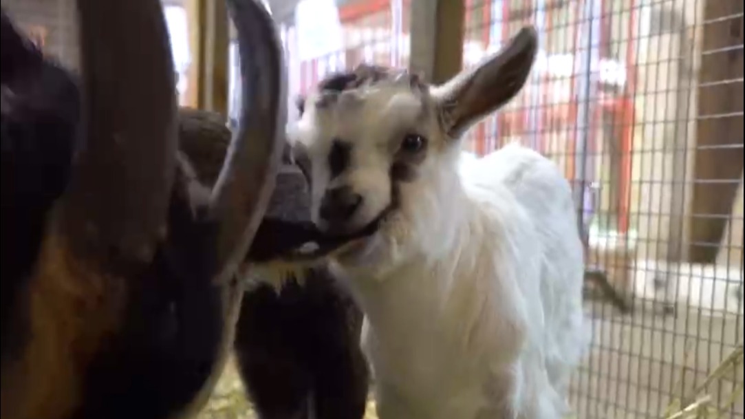 Пятеро козлят родились на Городской ферме ВДНХ