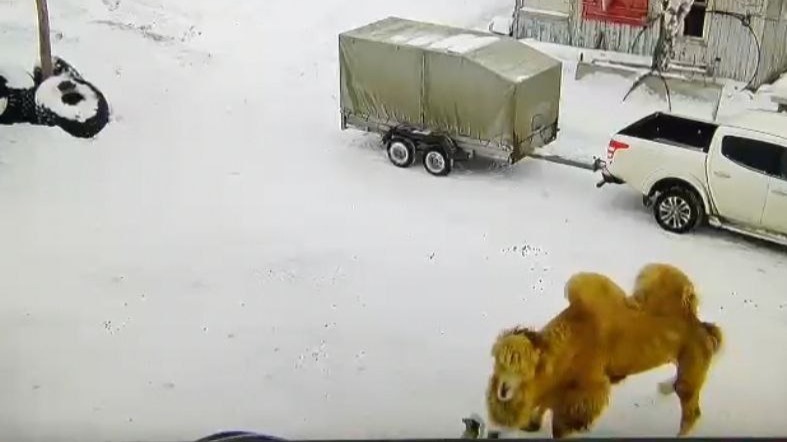 Затоптавшего сторожа верблюда застрелили в Омской области