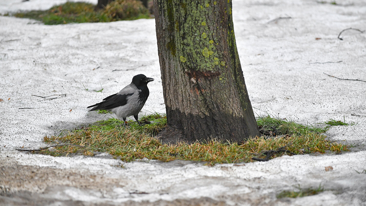 Синоптик Позднякова сообщила, когда в Москву придет метеорологическая весна