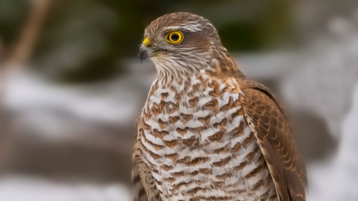 Ястреба-перепелятника заметили на территории Щукинского полуострова