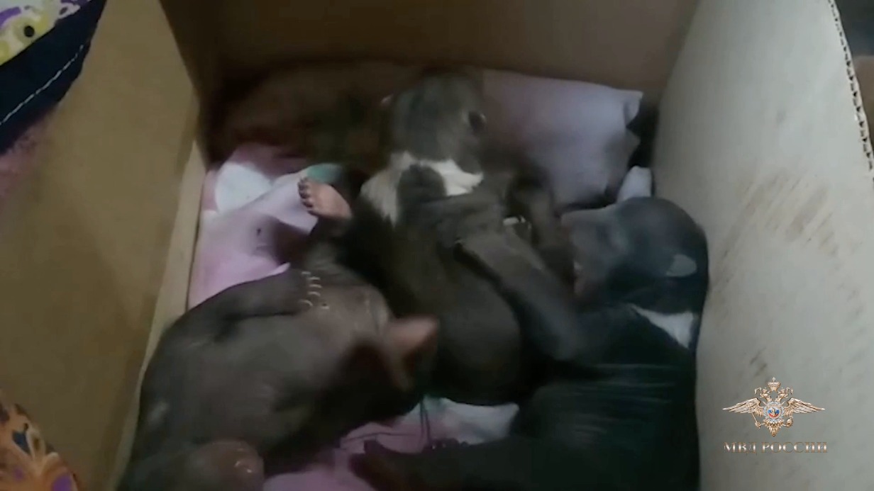 Полицейские спасли трех медвежат в Республике Коми