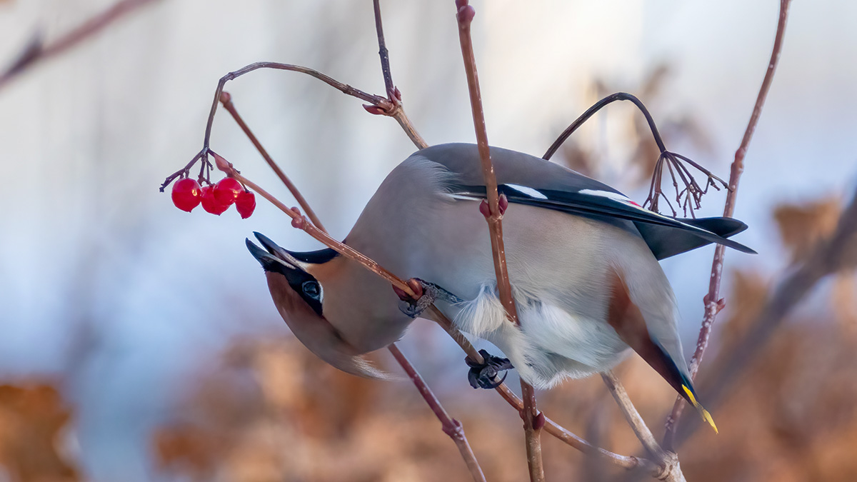Столичные орнитологи сообщили о возвращении на зимовку первых птиц