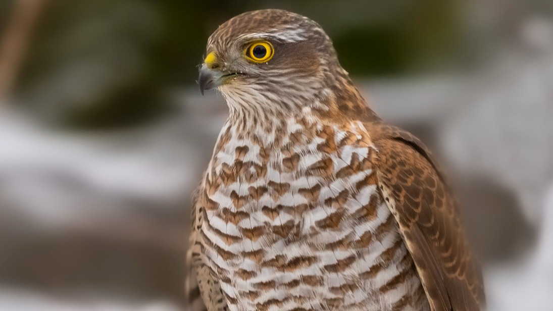 Краснокнижного ястреба-перепелятника заметили на Щукинском полуострове