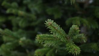 Главную елку Петербурга доставили на Дворцовую площадь