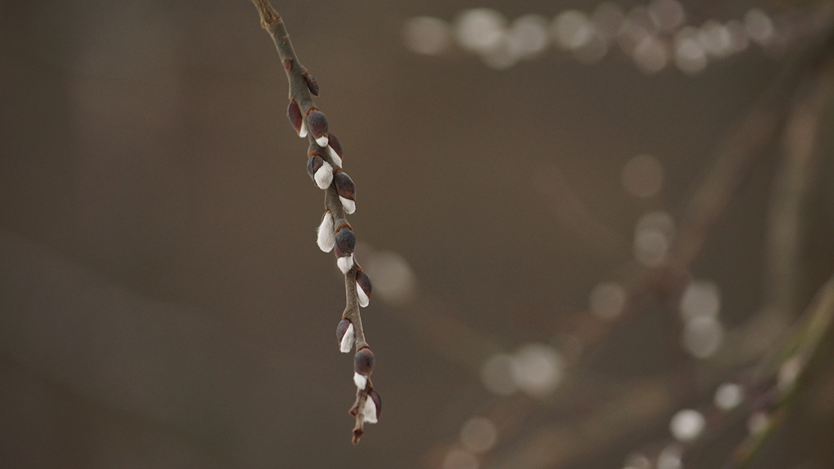 Погода в Москве и Подмосковье в Вербное воскресенье 2026