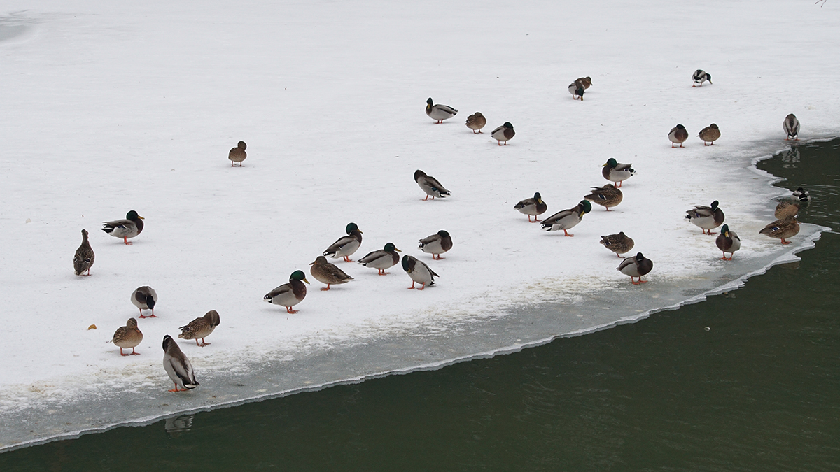 Около 5,5 тысячи водоплавающих птиц выбрали для зимовки водоемы Москвы