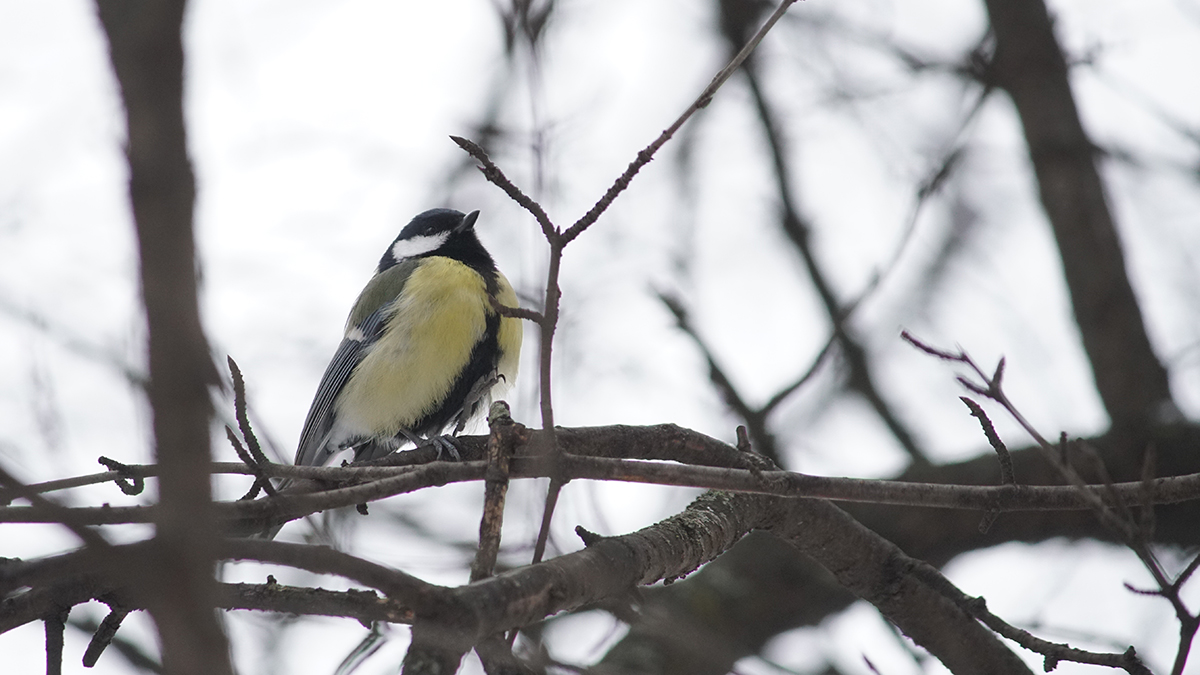 Лысуха и клинтух: какие редкие животные обитают на природных территориях Москвы
