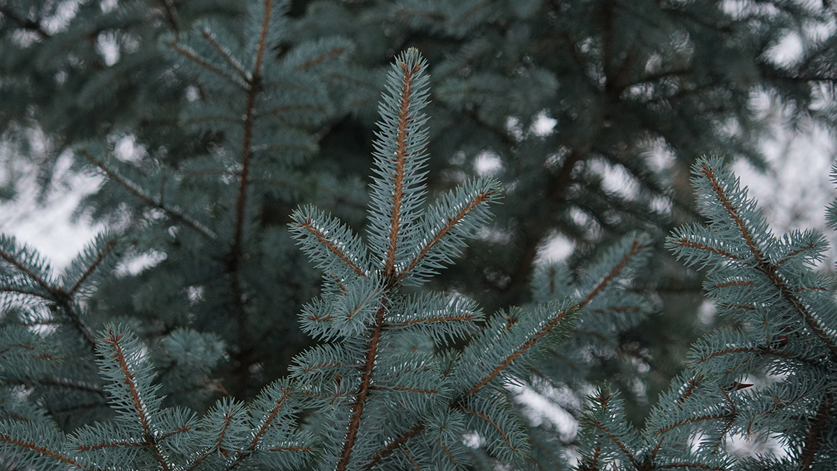 Эксперты рассказали, как правильно утилизировать елку после праздников