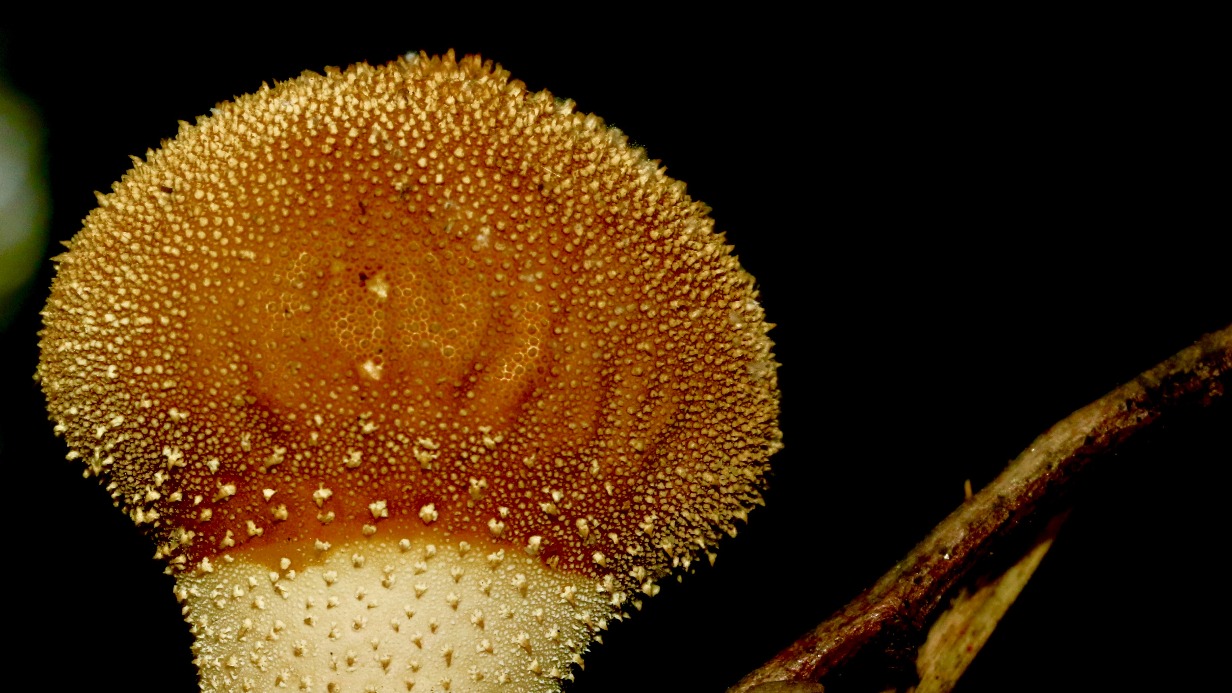 Микробиолог Плисов рассказал, кто находится в группе риска из-за вредоносных грибков