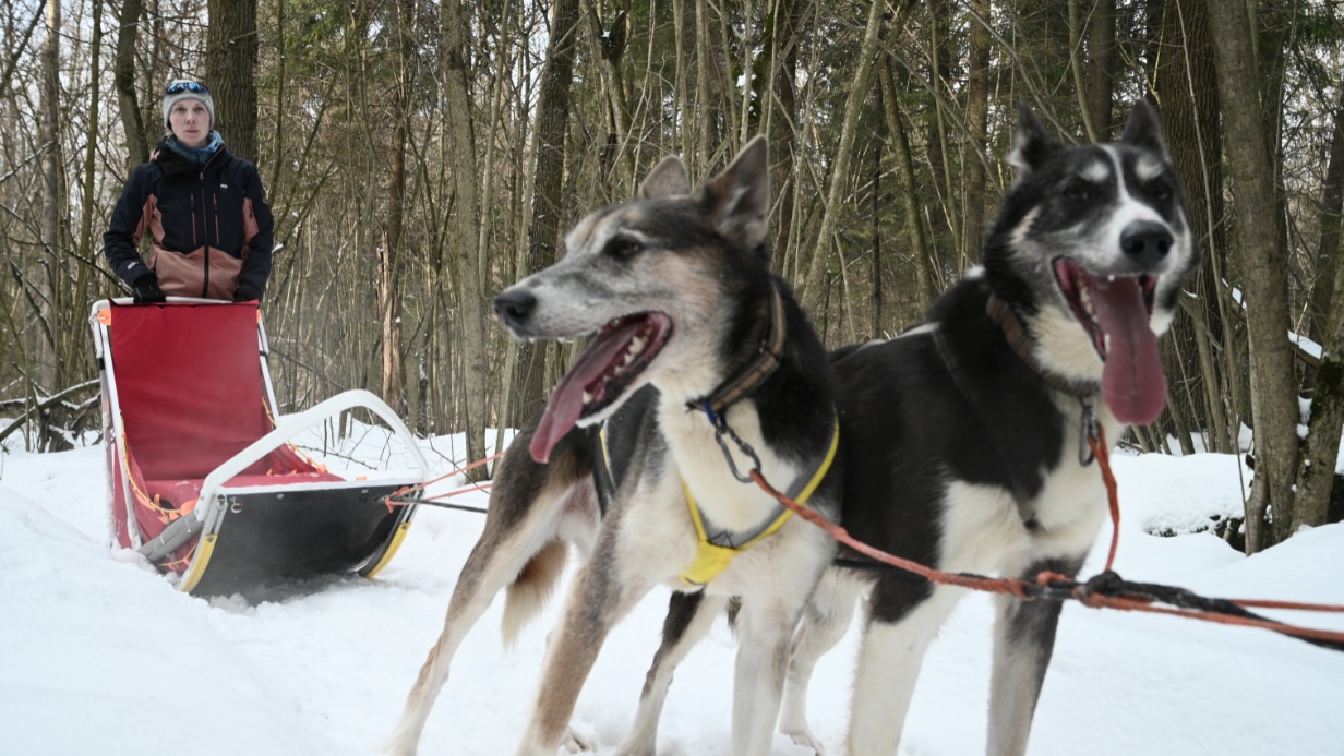 Шестеро одного не ждут: один день из жизни питомника ездовых собак