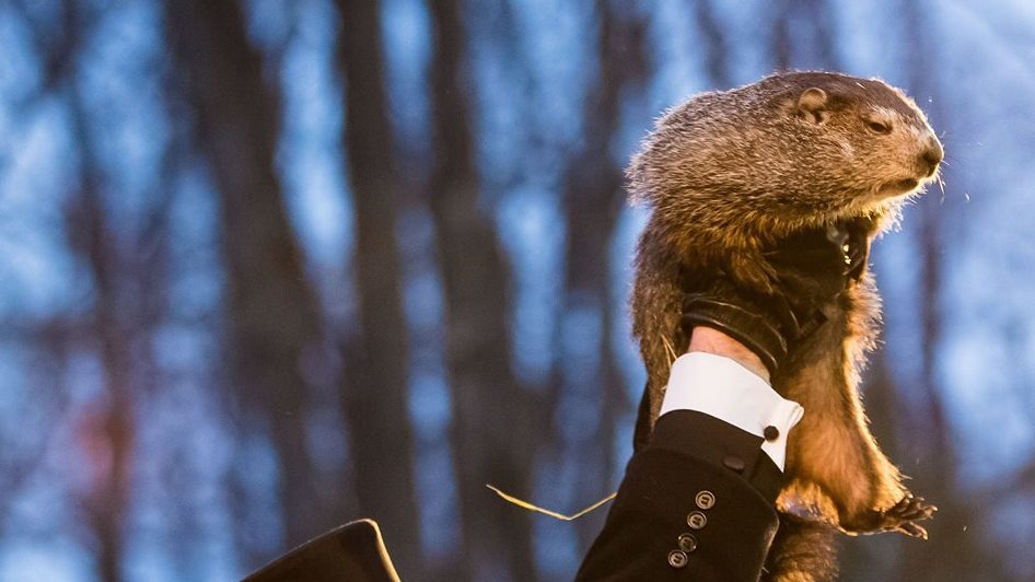 Сурок Фил из Пенсильвании предсказал позднее наступление весны