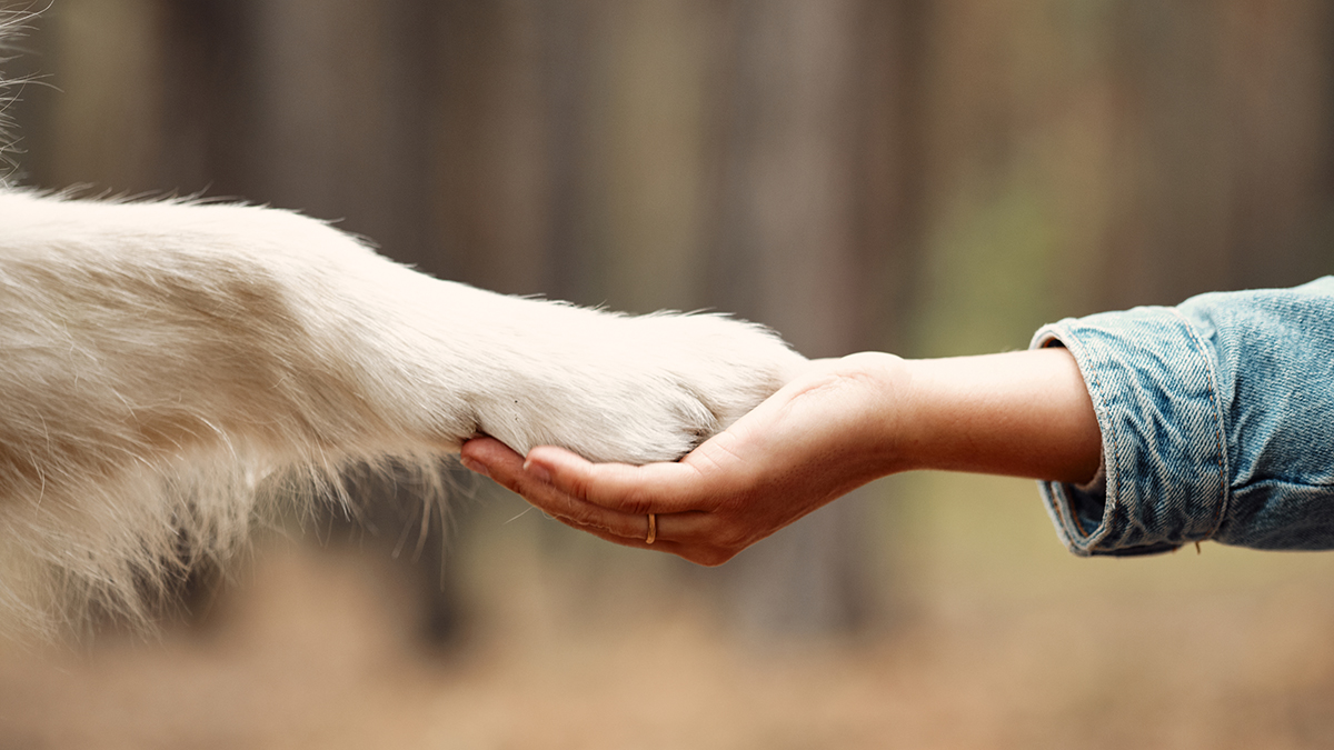 Собака-долгожитель Боби попала в Книгу рекордов Гиннесса