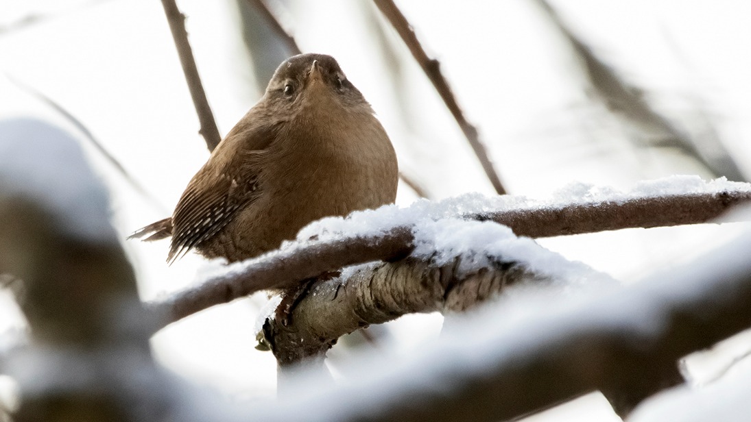 Краснокнижного крапивника заметили в Битцевском лесу