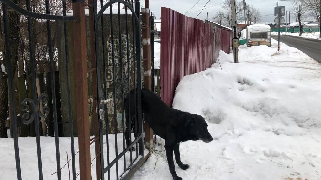 Спасатели вытащили застрявшую в заборе собаку на территории Новой Москвы