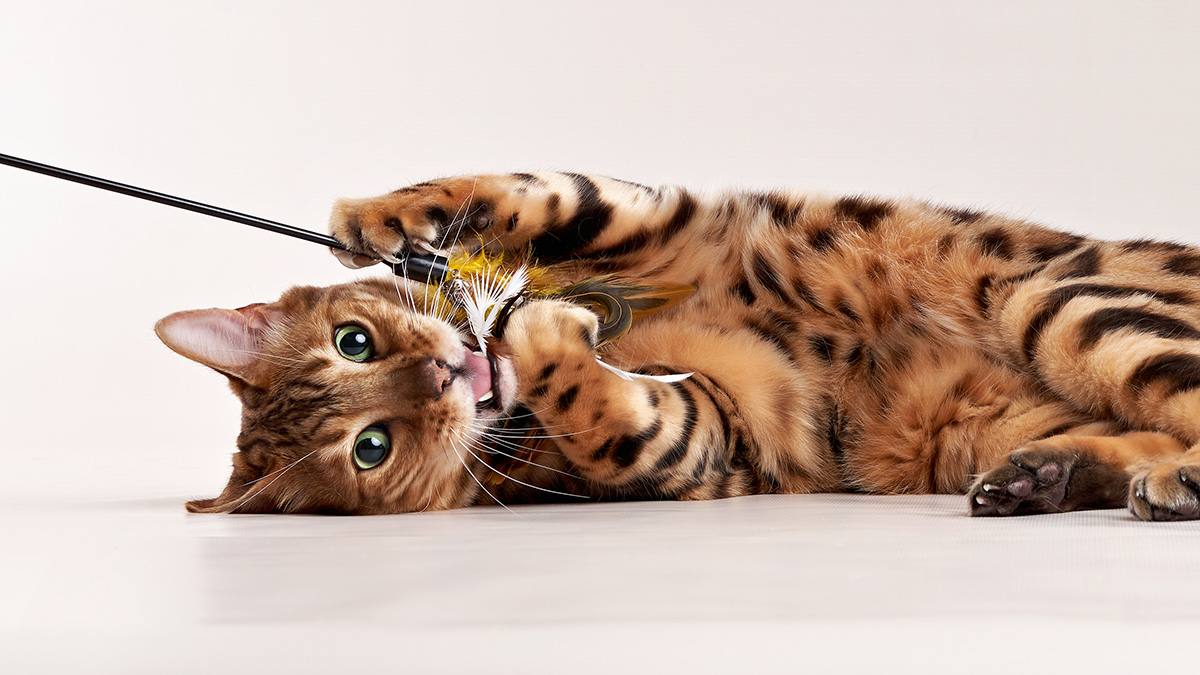 Названы породы кошек с самым непростым характером 