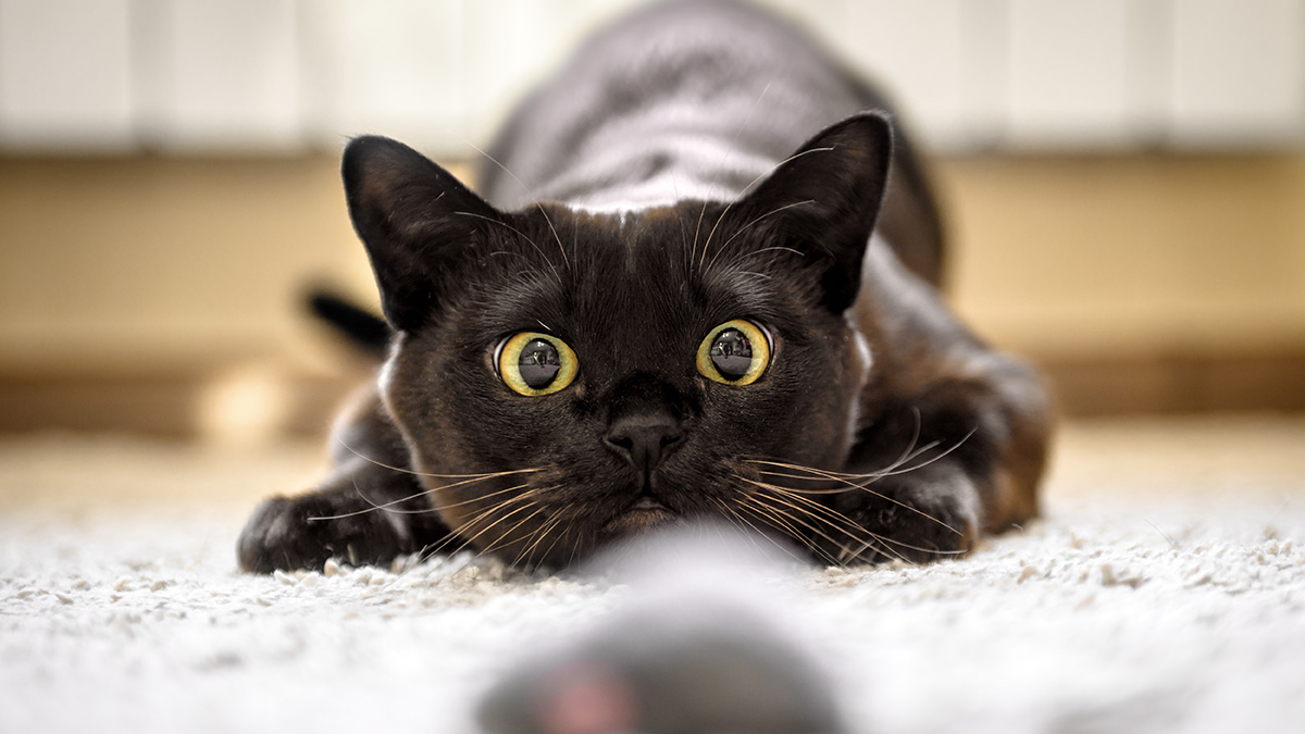 Черный котенок (201 фото)