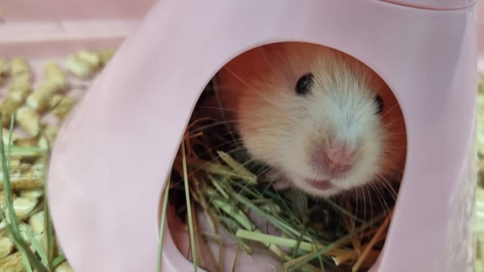 Пострадавшей из-за нападения в лицее в Химках подарили хомяка после выписки