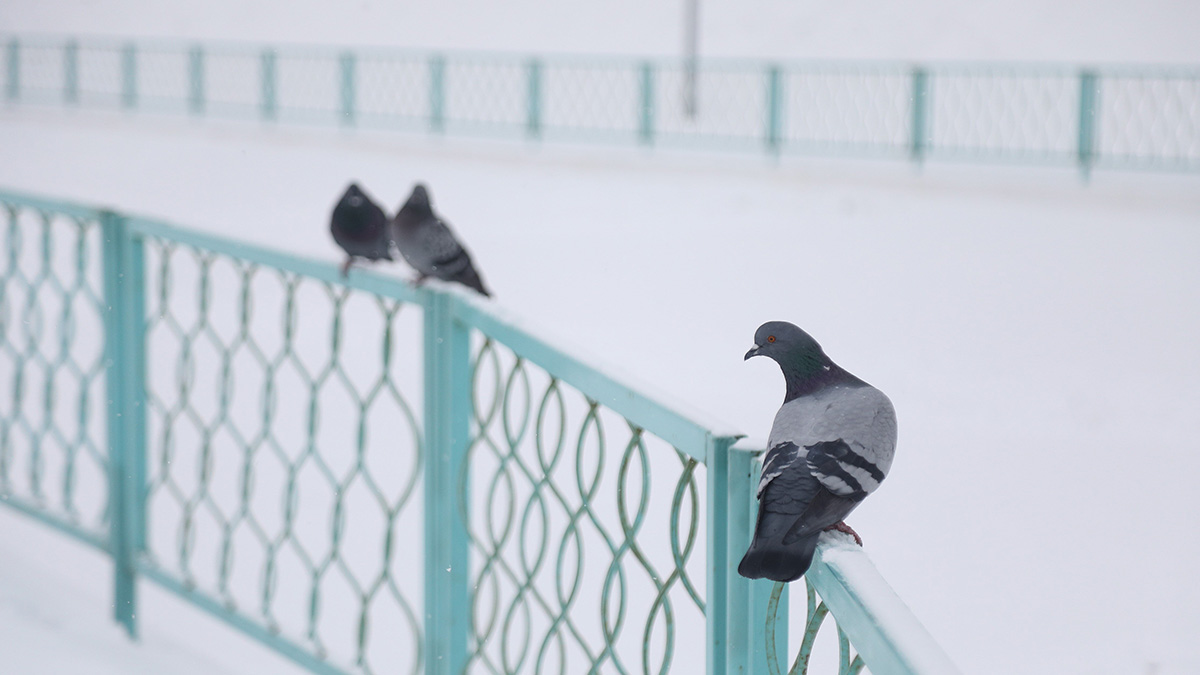 Синоптик Тишковец назвал 23 февраля последним морозным днем в Москве