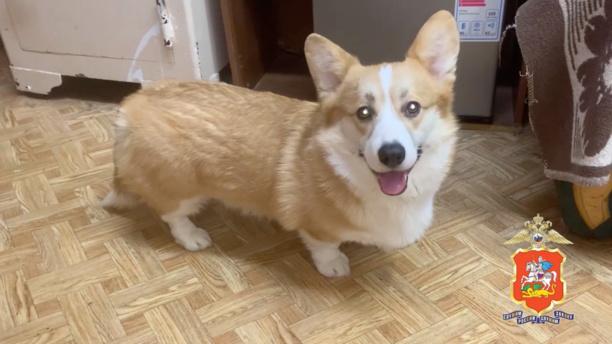 Жительница Подмосковья украла двух корги из гаражного комплекса