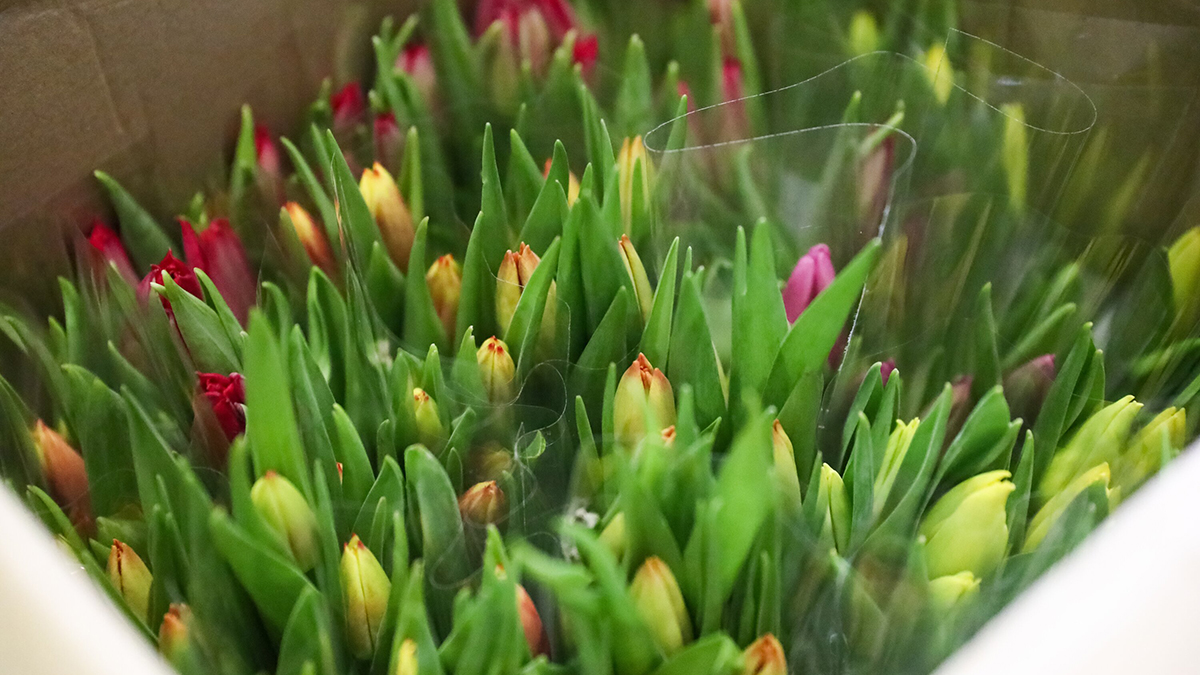 Экологи посоветовали россиянам отказаться от упаковки букетов на 8 Марта 